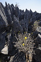 Bottle Tree (Pachypodium rosulatum) flowering in eroded limestone landscape, Tsingy de Bemaraha National Park, Mahajanga, Madagascar