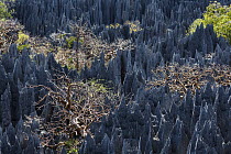 Eroded limestone pinnacles, Tsingy de Bemaraha National Park, Mahajanga, Madagascar