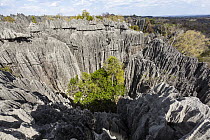 Eroded limestone pinnacles, Tsingy de Bemaraha National Park, Mahajanga, Madagascar