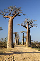 Grandidier's Baobab (Adansonia grandidieri) trees along dirt road near Morondava, Madagascar