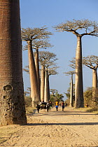 Grandidier's Baobab (Adansonia grandidieri) trees along dirt with people road near Morondava, Madagascar