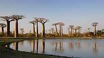 Grandidier's Baobab (Adansonia grandidieri) trees near Morondava, Madagascar