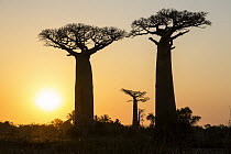 Grandidier's Baobab (Adansonia grandidieri) trees at sunset near Morondava, Madagascar
