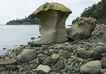 Eroded boulder called mushroom rock, upper Cretaceous marine sediments, Sucia Island State Park, Washington