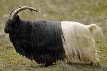 Valais Blackneck (Capra hircus) goat, Biederbach, Baden-Wurttemberg, Germany