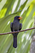 Black-fronted Nunbird (Monasa nigrifrons) calling, Tambopata River, Tambopata National Reserve, Peru