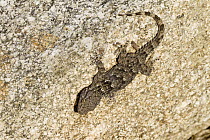 Kotschy's Gecko (Cyrtopodion kotschyi) camouflaged on rock, Italy