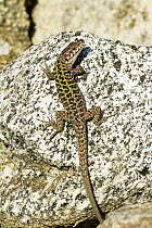 Italian Wall Lizard (Podarcis sicula) camouflaged on a rock, Italy