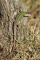 Italian Wall Lizard (Podarcis sicula), Italy