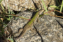 Italian Wall Lizard (Podarcis sicula) with regrowing tail, Italy