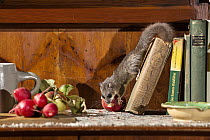 Fat Dormouse (Glis glis) stealing radish from kitchen counter, Germany