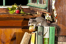 Fat Dormouse (Glis glis) stealing an apple from a kitchen, Germany