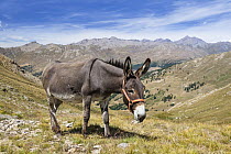 Donkey (Equus asinus), Alps, France