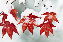 Japanese Maple (Acer palmatum) autumn leaves after first snow, Germany