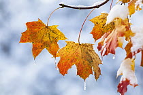 Norway Maple (Acer platanoides) autumn leaves after first snow, Bavaria, Germany