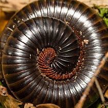 African Giant Black Millipede (Archispirostreptus gigas) rolled into defensive posture, Africa