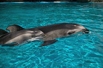 Pacific White-sided Dolphin (Lagenorhynchus obliquidens) mother and newborn calf in aquarium, Japan