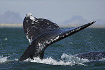 Gray Whale (Eschrichtius robustus) tail, San Ignacio Lagoon, Baja California, Mexico