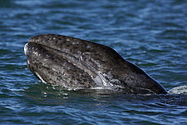 Gray Whale (Eschrichtius robustus) surfacing, San Ignacio Lagoon, Baja California, Mexico