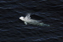 Risso's Dolphin (Grampus griseus) spouting at surface, California