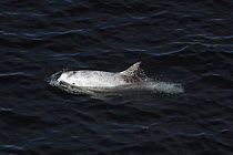 Risso's Dolphin (Grampus griseus) surfacing, California