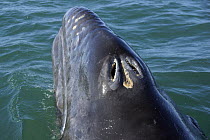 Gray Whale (Eschrichtius robustus) calf breathing through open blowhole at surface, San Ignacio Lagoon, Baja California, Mexico