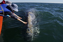 Gray Whale (Eschrichtius robustus) encounter with whale watchers, San Ignacio Lagoon, Baja California, Mexico