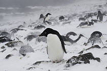 Adelie Penguin (Pygoscelis adeliae) at nesting colony in snow, Antarctica