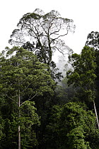 Emergent tree in rainforest, Kinabatangan River, Sabah, Borneo, Malaysia
