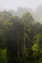 Rainforest along Kinabatangan River, Sabah, Borneo, Malaysia