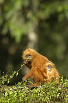 Red Leaf Monkey (Presbytis rubicunda) mother and young feeding on vines on fence, Tawau Hills Park, Sabah, Borneo, Malaysia