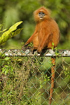 Red Leaf Monkey (Presbytis rubicunda) on fence, Tawau Hills Park, Sabah, Borneo, Malaysia