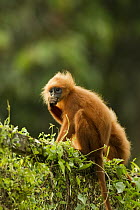 Red Leaf Monkey (Presbytis rubicunda) mother and juvenile feeding on vines on fence, Tawau Hills Park, Sabah, Borneo, Malaysia