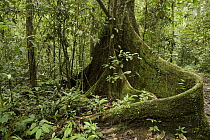 Meranti (Dipterocarpaceae) tree buttress root in lowland rainforest, Tawau Hills Park, Sabah, Borneo, Malaysia