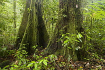 Meranti (Dipterocarpaceae) trees in lowland rainforest, Tawau Hills Park, Sabah, Borneo, Malaysia