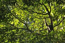 Muller's Bornean Gibbon (Hylobates muelleri) in tree, Tawau Hills Park, Sabah, Borneo, Malaysia