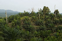 African Oil Palm (Elaeis guineensis) plantation with a few native Meranti (Dipterocarpaceae) tree stumps remaining, Tawau Hills Park, Sabah, Borneo, Malaysia