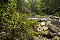 Fern (Dipteris lobbiana) group along river flowing through lowland rainforest, Tawau Hills Park, Sabah, Borneo, Malaysia