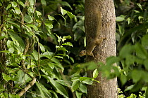 Plantain Squirrel (Callosciurus notatus) climbing down tree, Tawau Hills Park, Sabah, Borneo, Malaysia