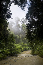 Sediment laden river after storm flowing through lowland rainforest, Tawau River, Tawau Hills Park, Sabah, Borneo, Malaysia