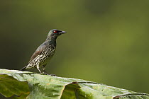 Asian Glossy Starling (Aplonis panayensis) sub-adult, Tawau Hills Park, Sabah, Borneo, Malaysia