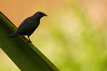 Asian Glossy Starling (Aplonis panayensis), Tawau Hills Park, Sabah, Borneo, Malaysia