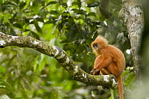 Red Leaf Monkey (Presbytis rubicunda) female in tree, Tawau Hills Park, Sabah, Borneo, Malaysia