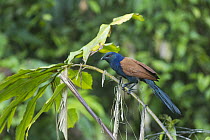 Greater Coucal (Centropus sinensis), Tawau Hills Park, Sabah, Borneo, Malaysia