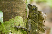Borneo Anglehead Lizard (Gonocephalus bornensis) male on tree, Tawau Hills Park, Sabah, Borneo, Malaysia