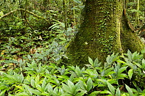 Light Red Meranti (Shorea leprosula) tree and understory saplings, Tawau Hills Park, Sabah, Borneo, Malaysia