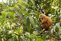 Red Leaf Monkey (Presbytis rubicunda) female feeding on figs, Tawau Hills Park, Sabah, Borneo, Malaysia