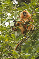 Red Leaf Monkey (Presbytis rubicunda) juvenile male feeding on figs, Tawau Hills Park, Sabah, Borneo, Malaysia