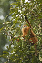 Red Leaf Monkey (Presbytis rubicunda) female foraging in tree, Tawau Hills Park, Sabah, Borneo, Malaysia