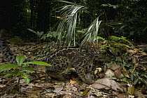 Marbled Cat (Pardofelis marmorata) in lowland rainforest, Tawau Hills Park, Sabah, Borneo, Malaysia
